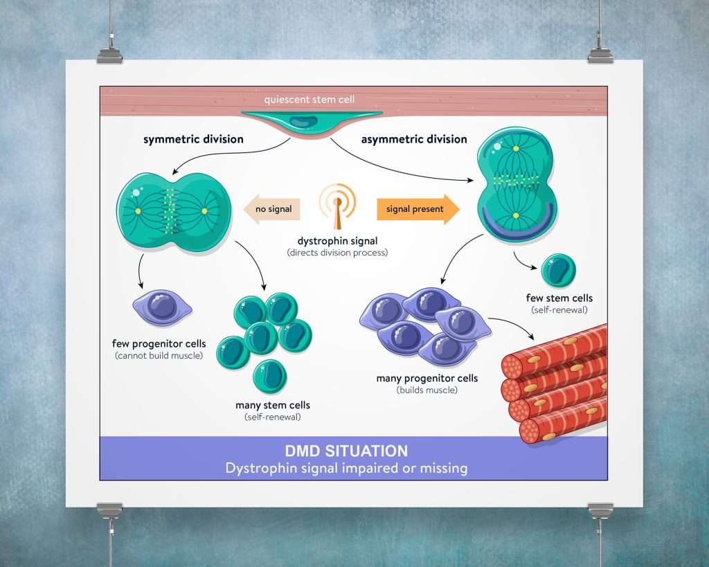 Biotech DMD stem cell therapy MOA for Satellos