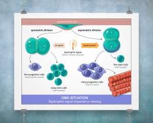Biotech DMD stem cell therapy MOA for Satellos