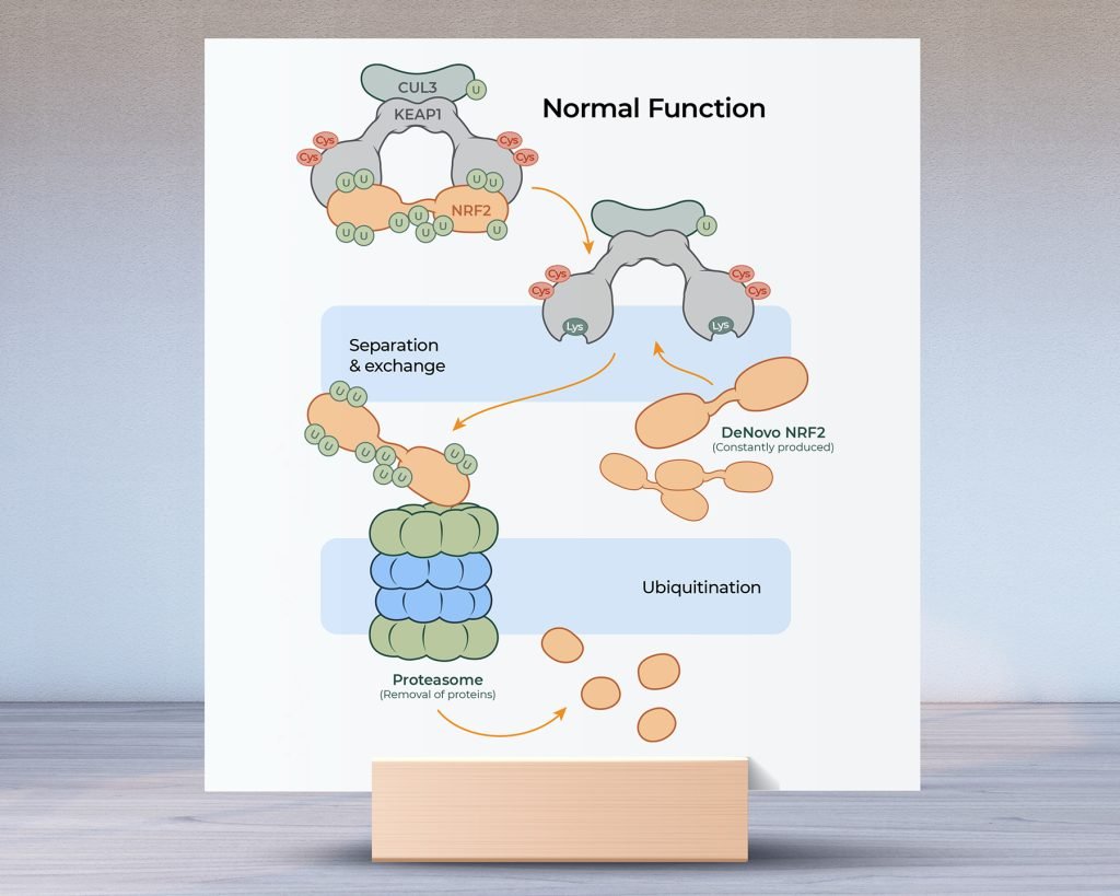 Biotech molecular MOA for Snow Canyon Therapeutics